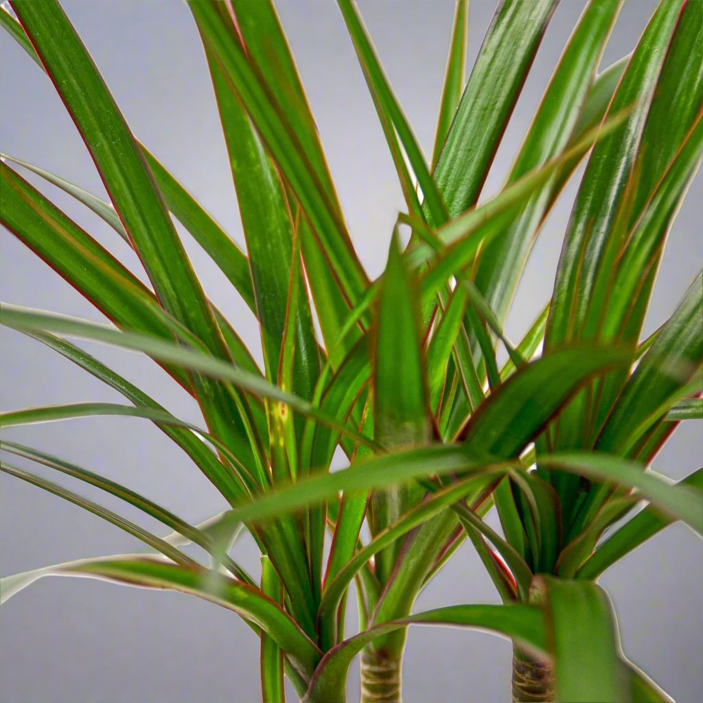 Dracaena Marginata Cane