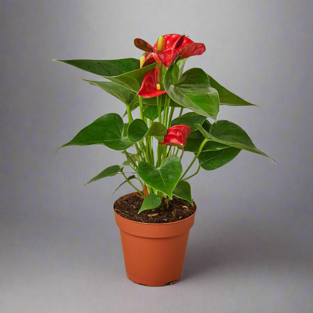 Anthurium 'Red'