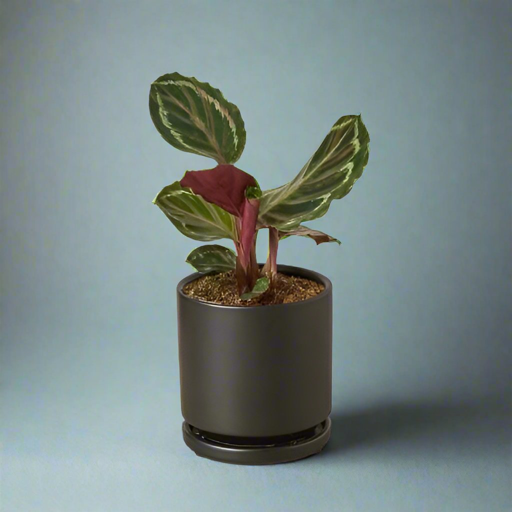 Calathea Roseopicta 'Medallion'