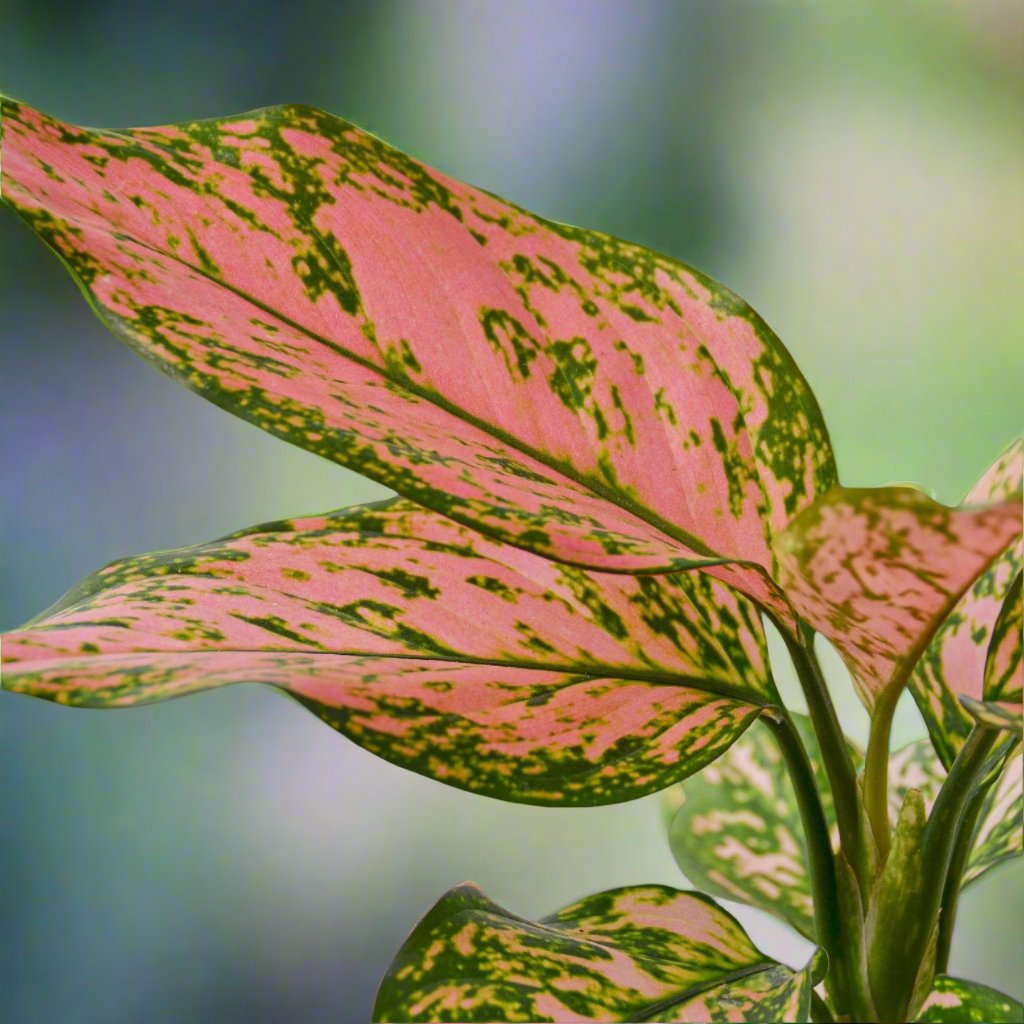 Chinese Evergreen 'Lady Valentine'